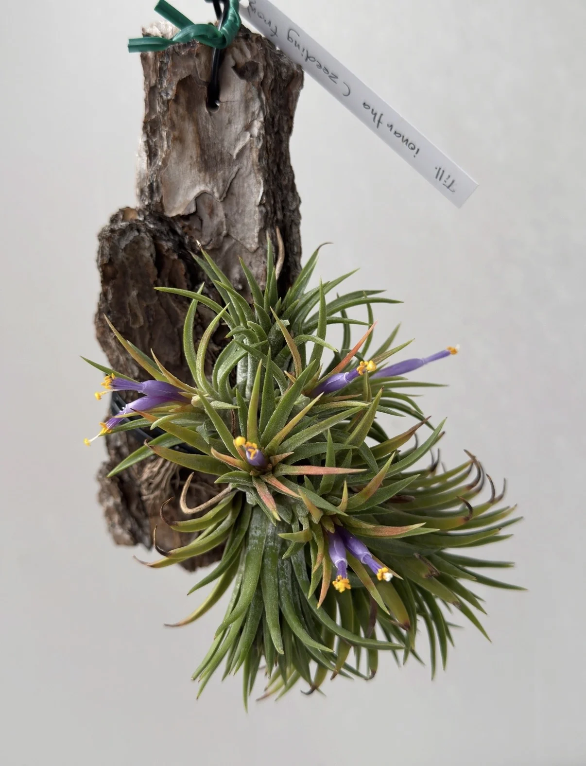 ディランジア イオナンタ