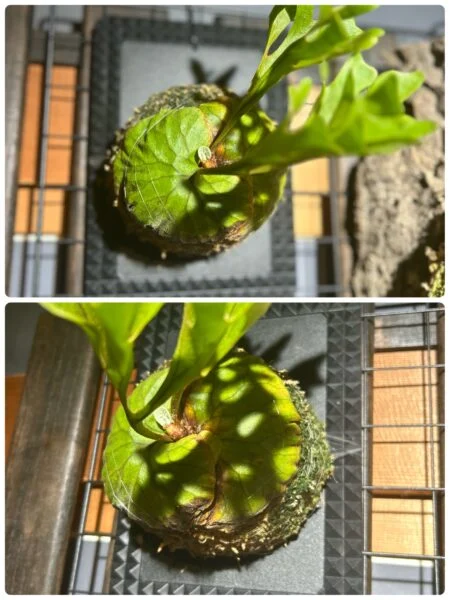 ビカクシダ　リドレイ