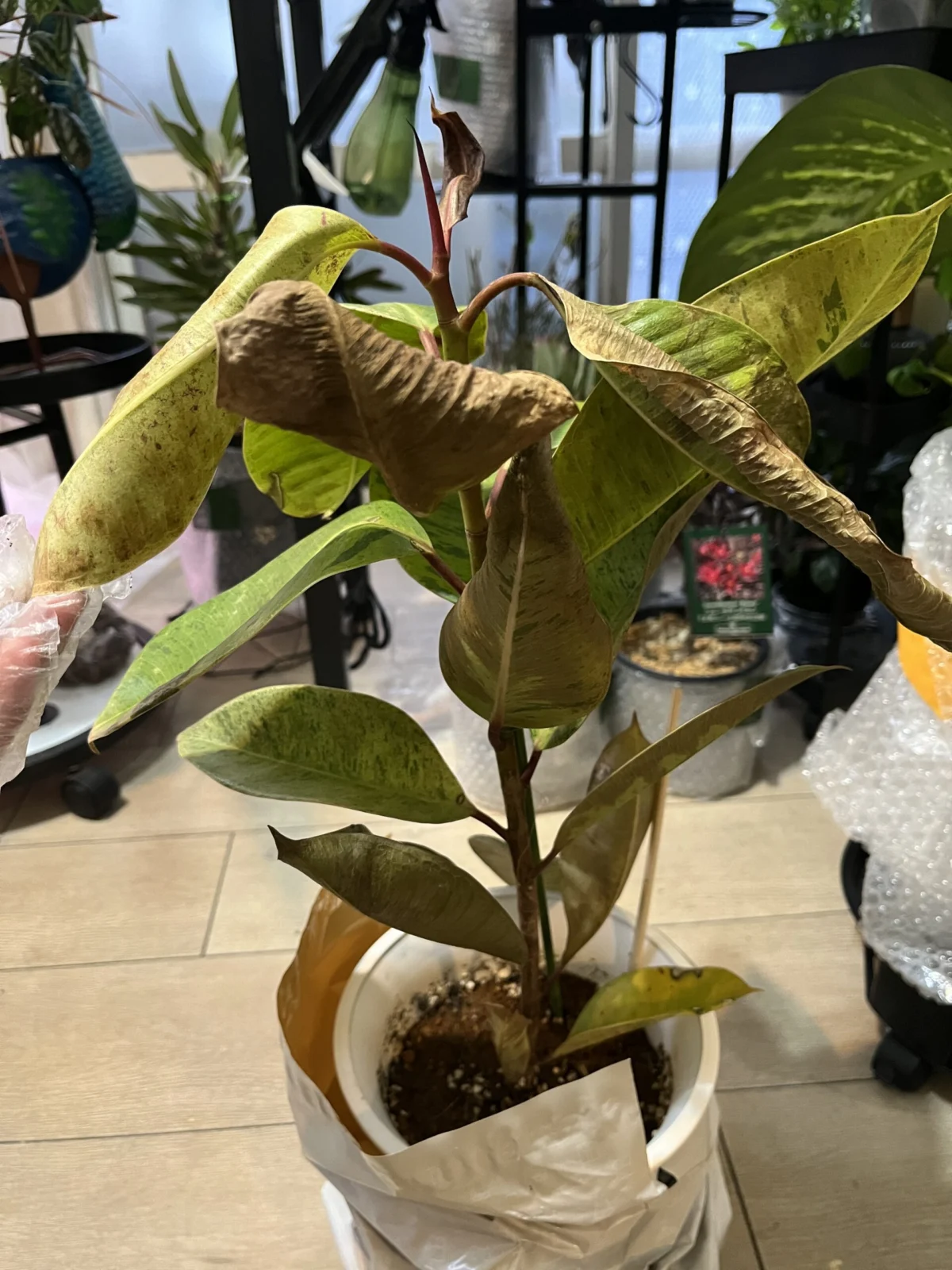 フィカス　ジン