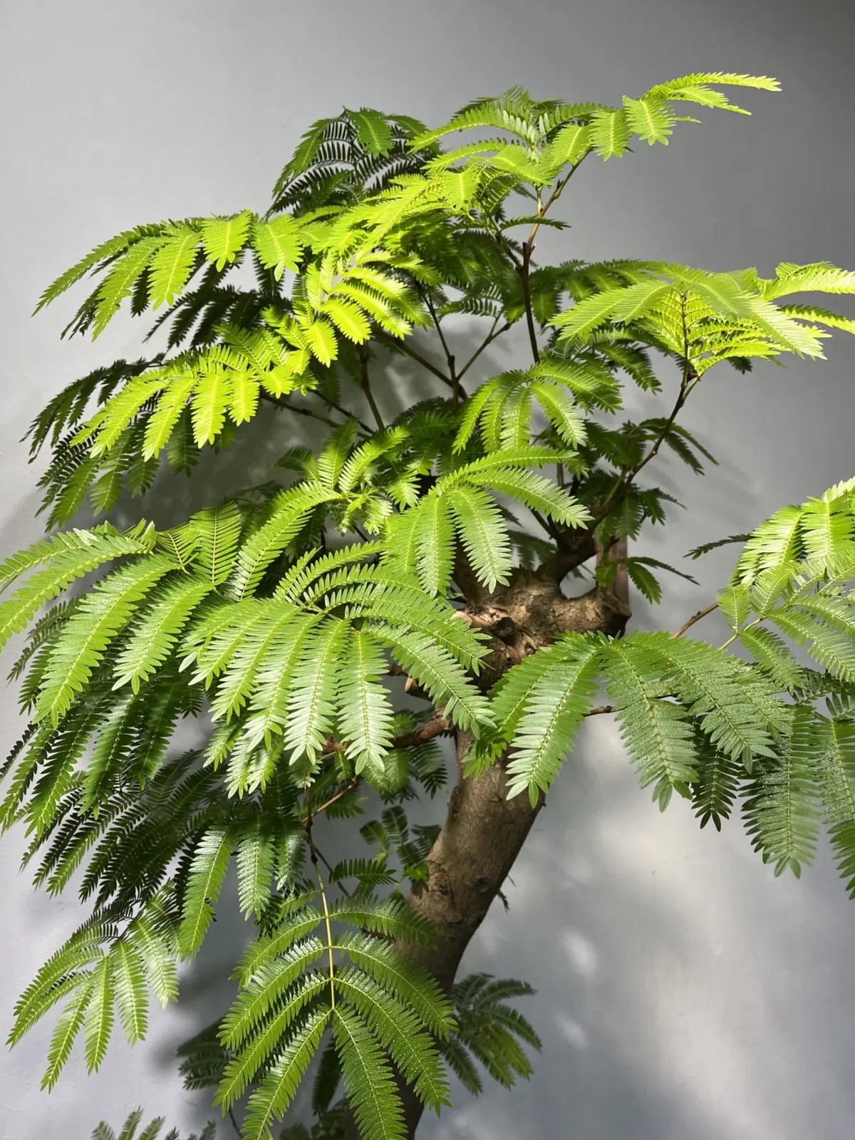 エバーフレッシュ