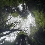 Niche_jpのアバター