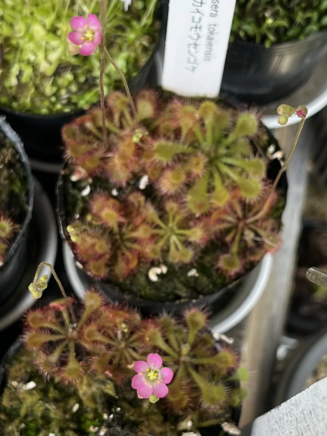 食虫植物 トウカイコモウセンゴケ ドロセラ トウカイエンシス 花