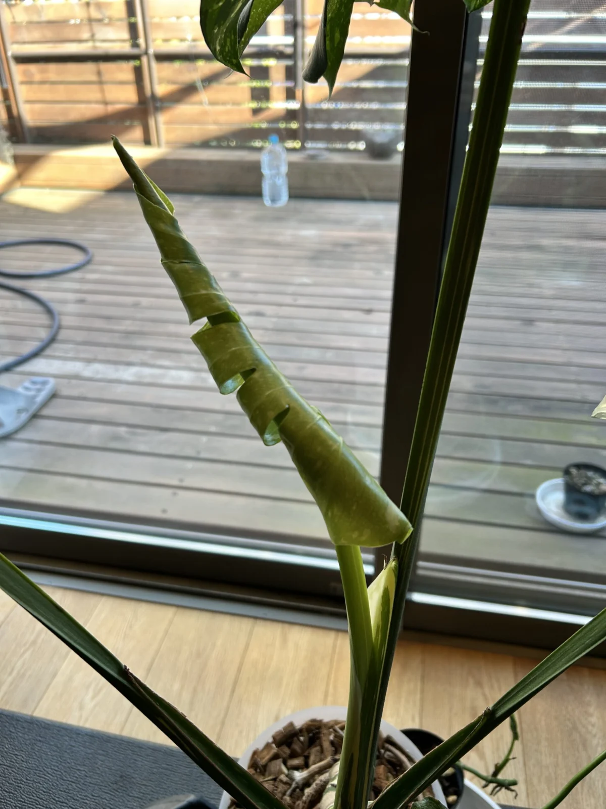 モンステラ　デリシオーサ　タイコンステレーション