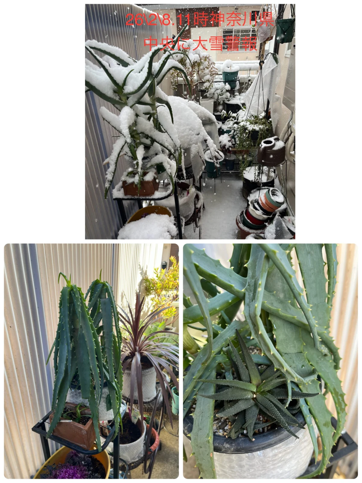 木立アロエ ハオルチア コルジリネ 雪