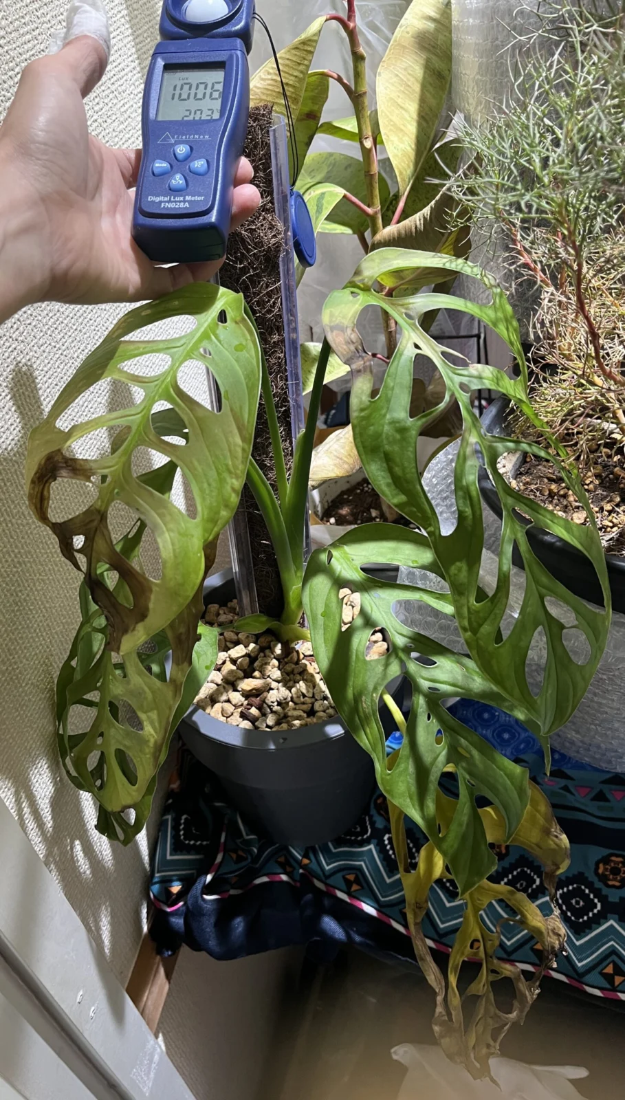 モンステラ　エスケレート　葉焼け　育成ライト