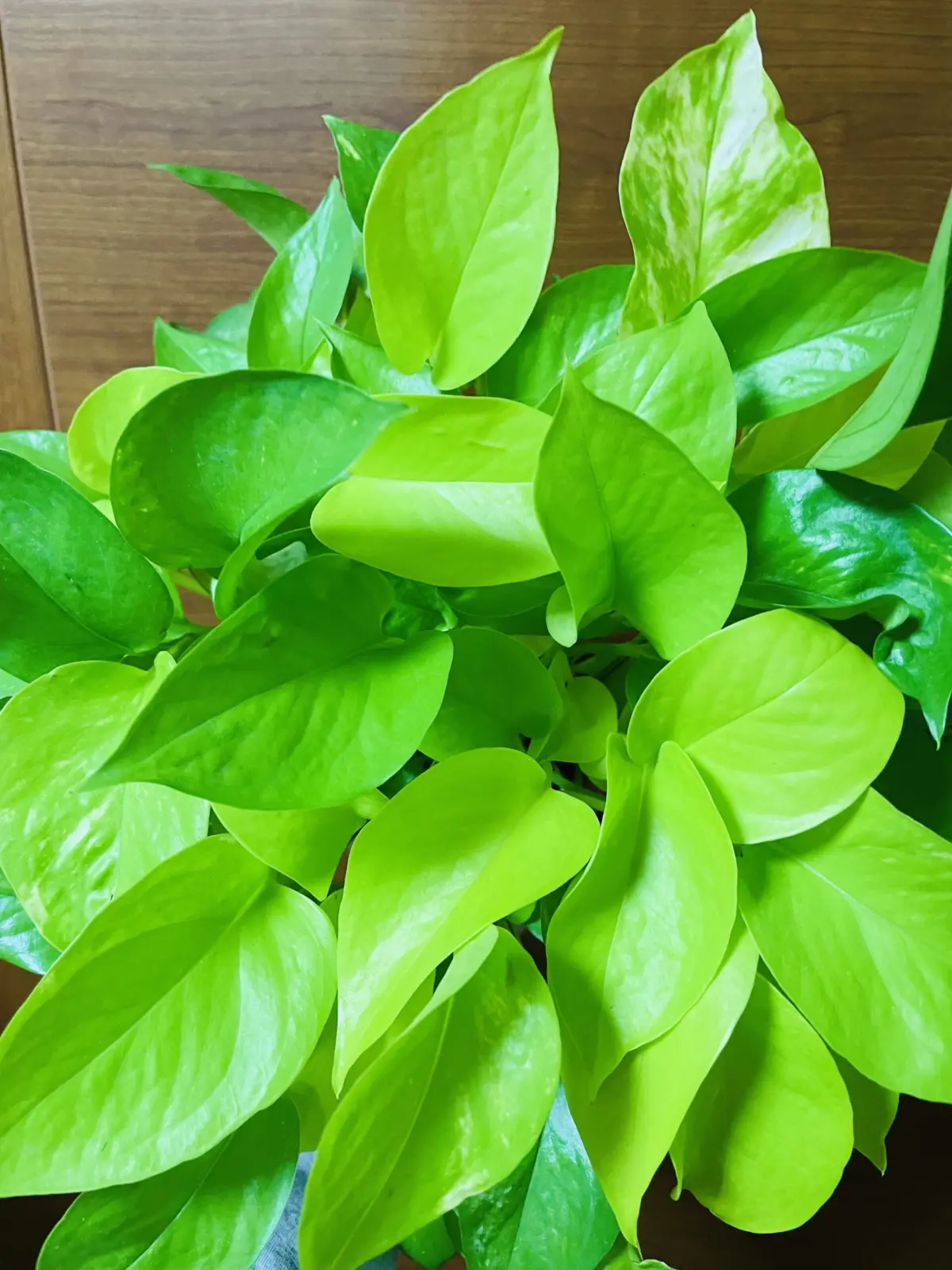 ポトス ライム 斑が入る