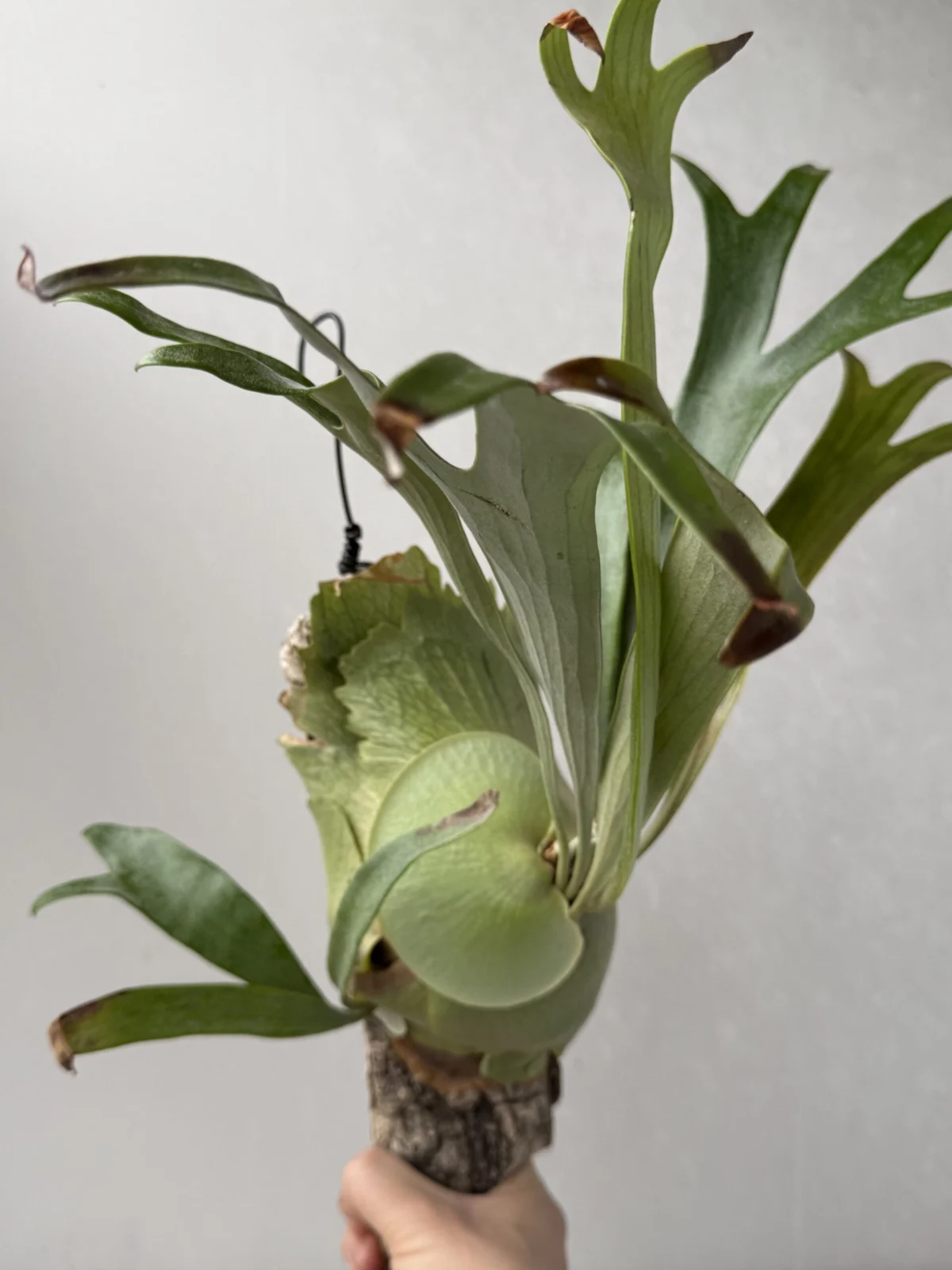 ビカクシダ キヨマサ