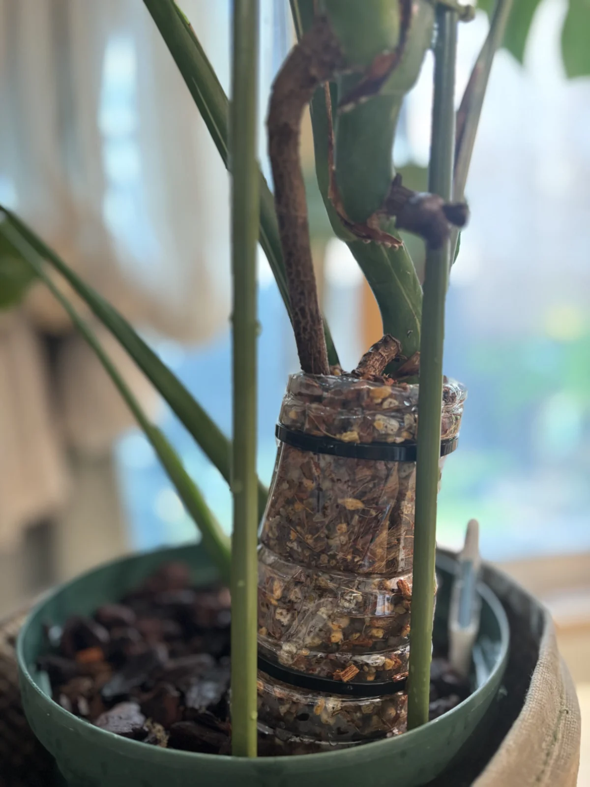 モンステラ タイコンステレーション