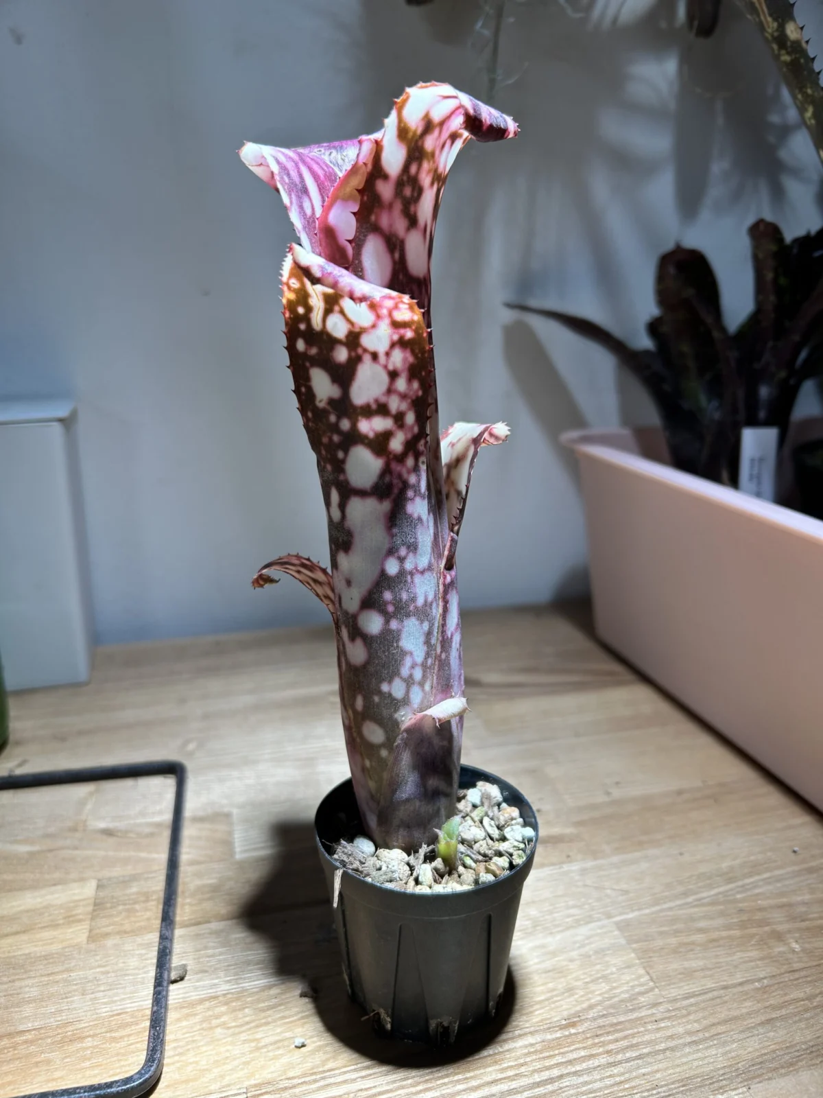 ビルベルギア コールドフュージョン 子株