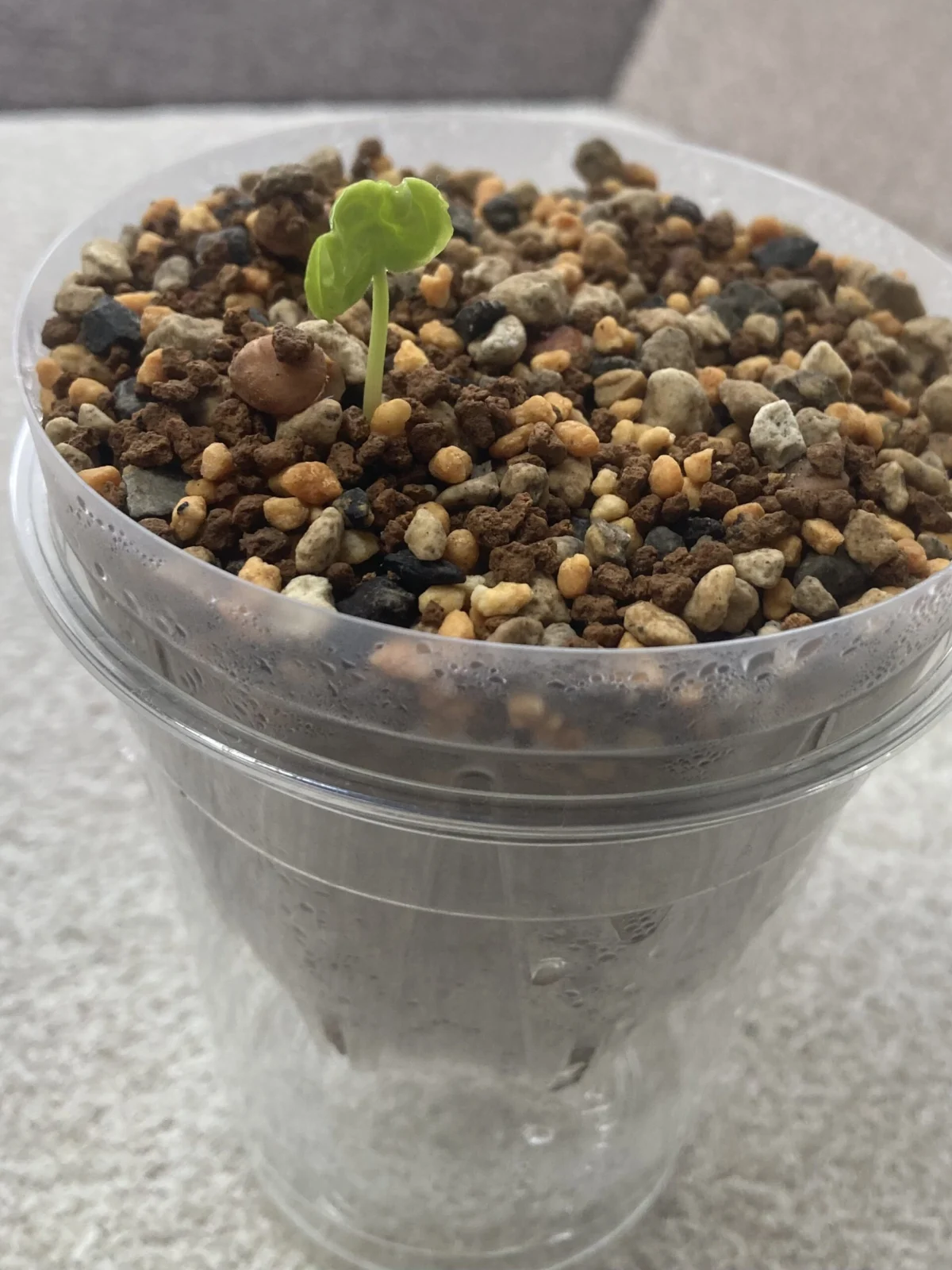 コミフォラ sp 実生