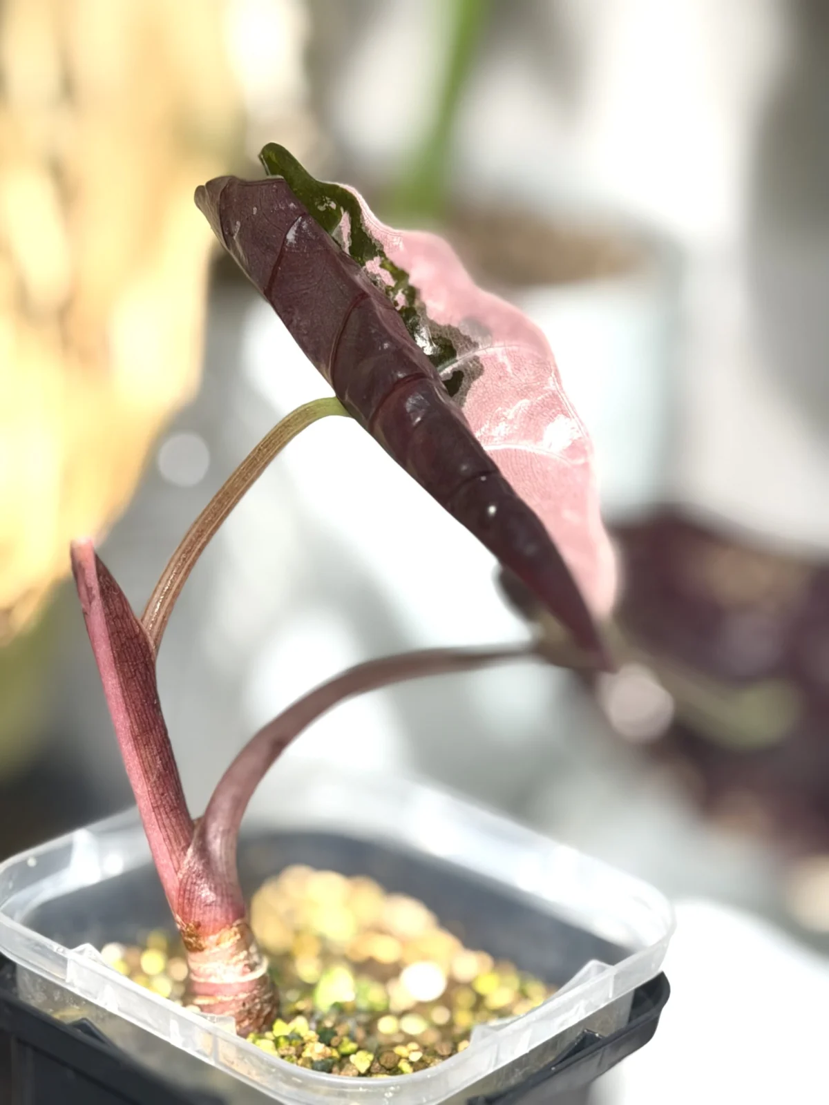 アロカシア シャントエリ ピンク