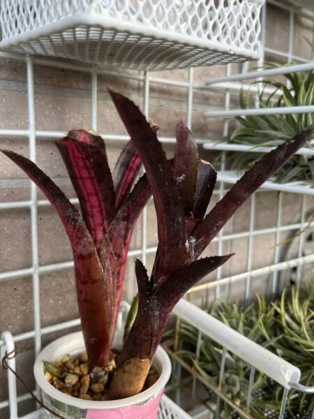ネオレゲリア 品種不明