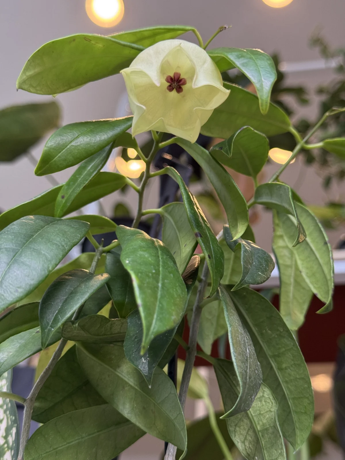 ホヤ　ワリチー　花