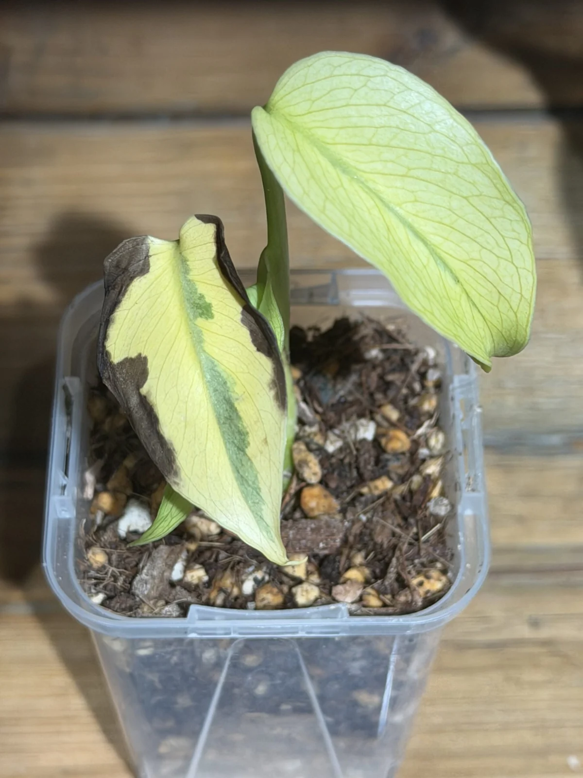 モンステラ グリーンラヴァ