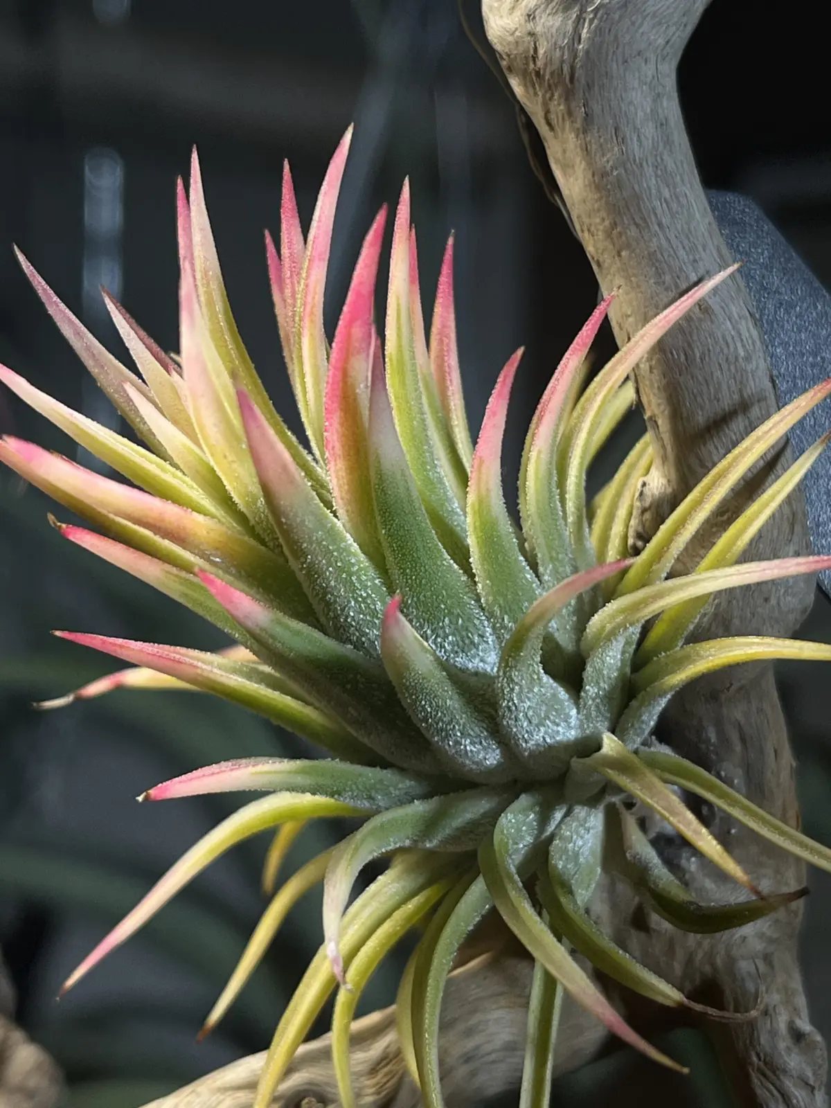 アルボマルギナータ イオナンタ ティランジア