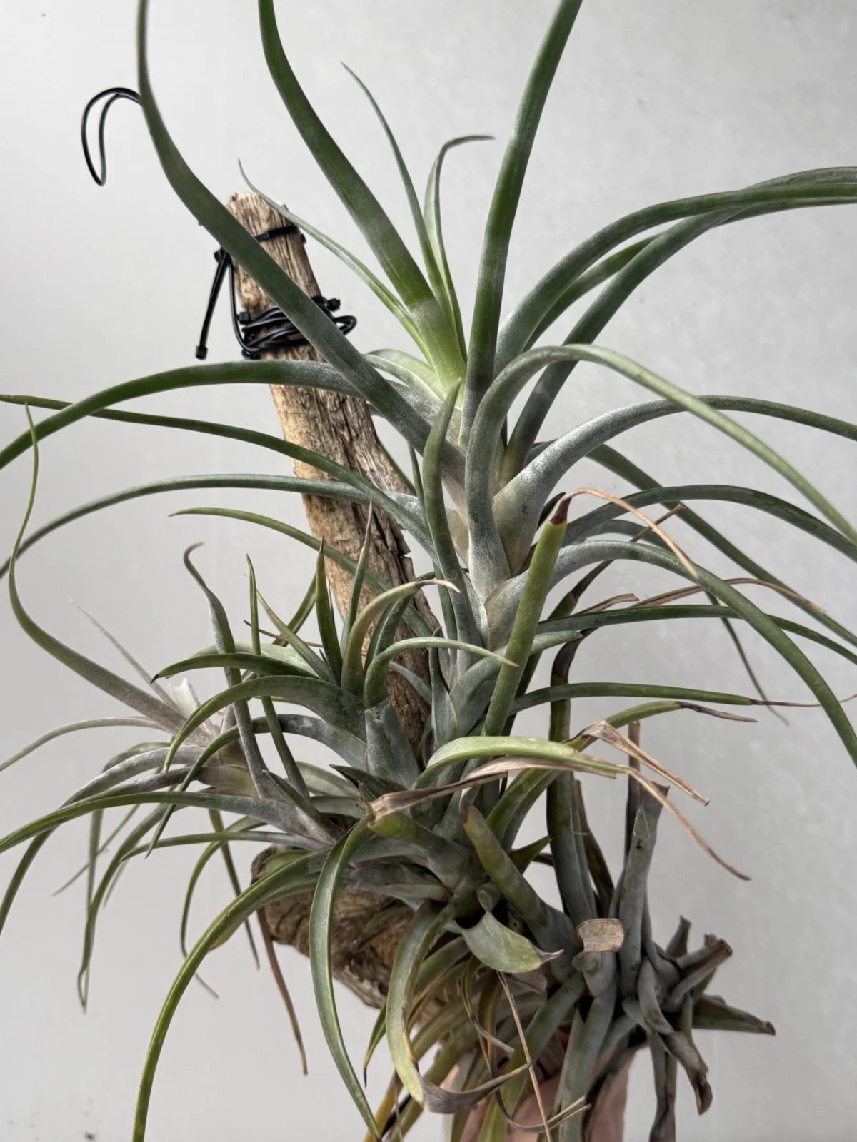 ティランジア ノバキー