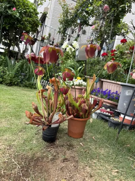 食虫植物　サラセニア　花　ホムセン