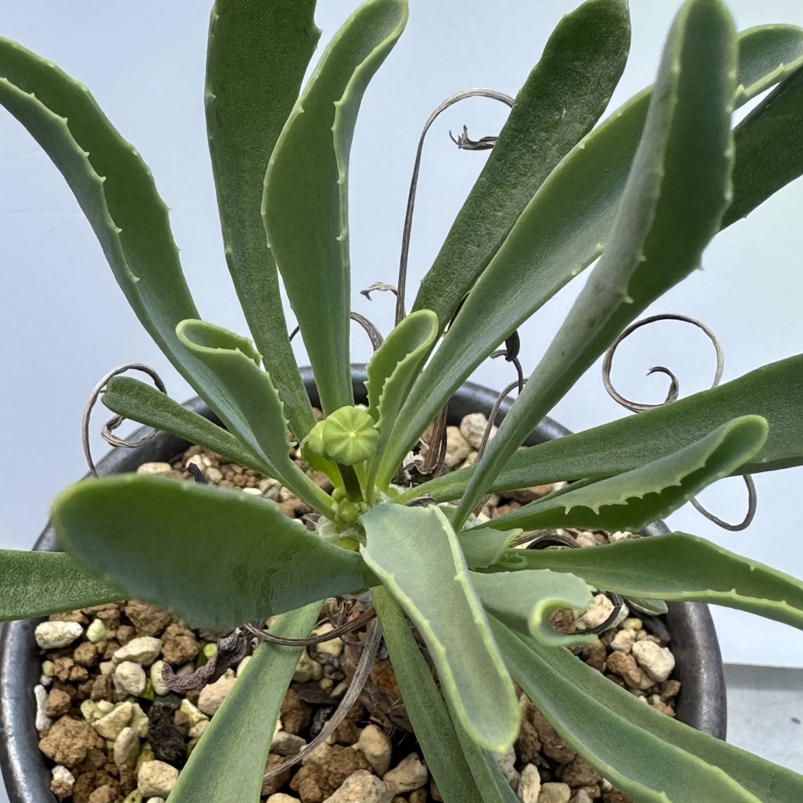 オトンナ　レピドカリウス