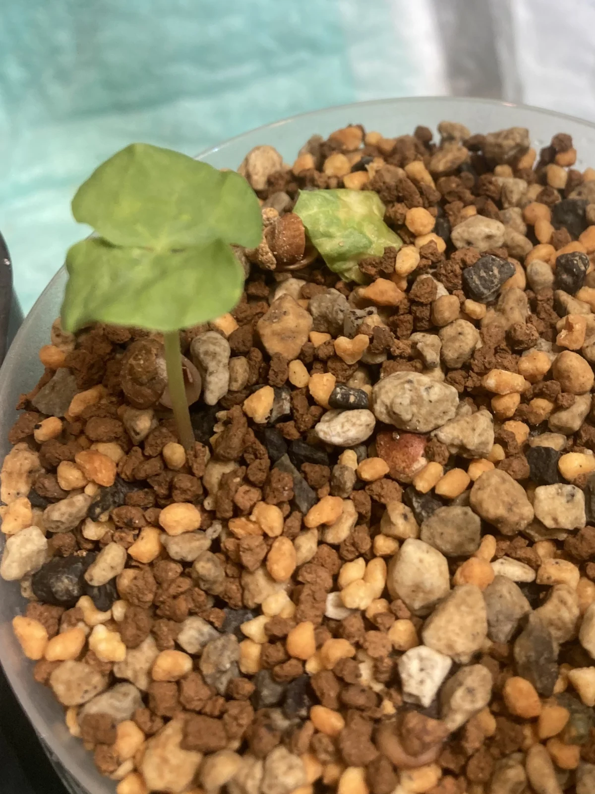 コミフォラ sp 実生 成長記録①