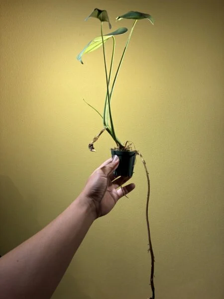 モンステラ　タウエリー