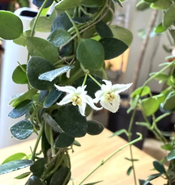 ホヤ sp ティミカ セントラルパプア　花
