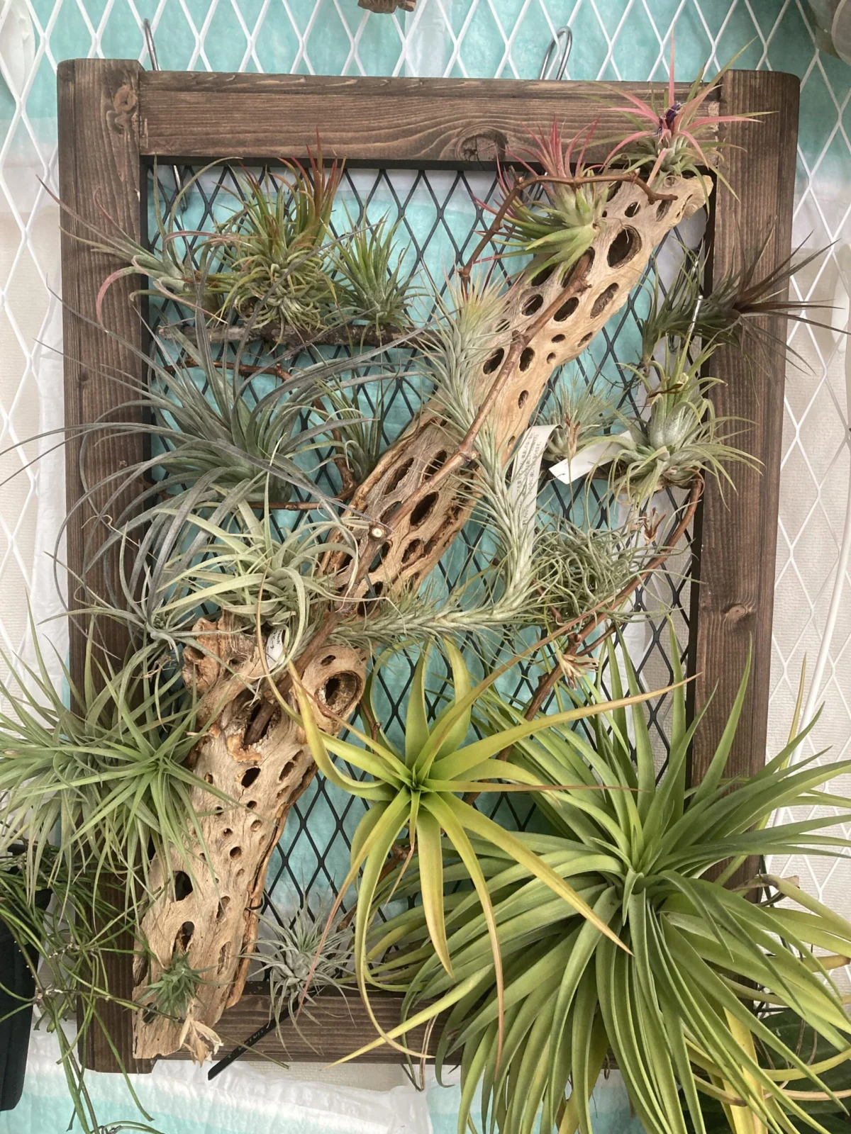 ティランジア　般若箱　額縁