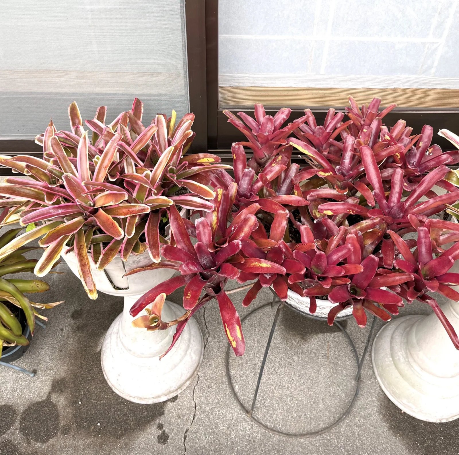 ネオレゲリア　ファイヤーボール　ファイヤーボール斑入り　リオオブリオ ?