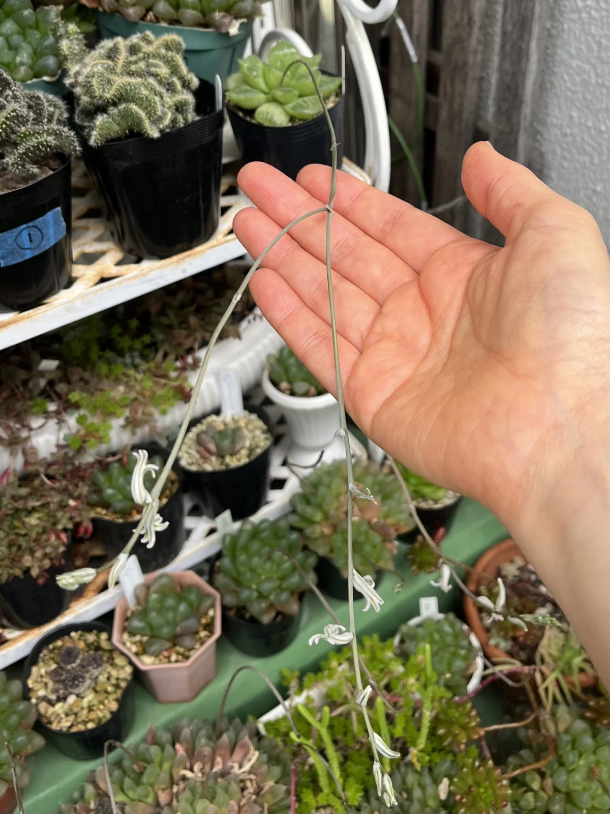 ハオルチア 萌 花