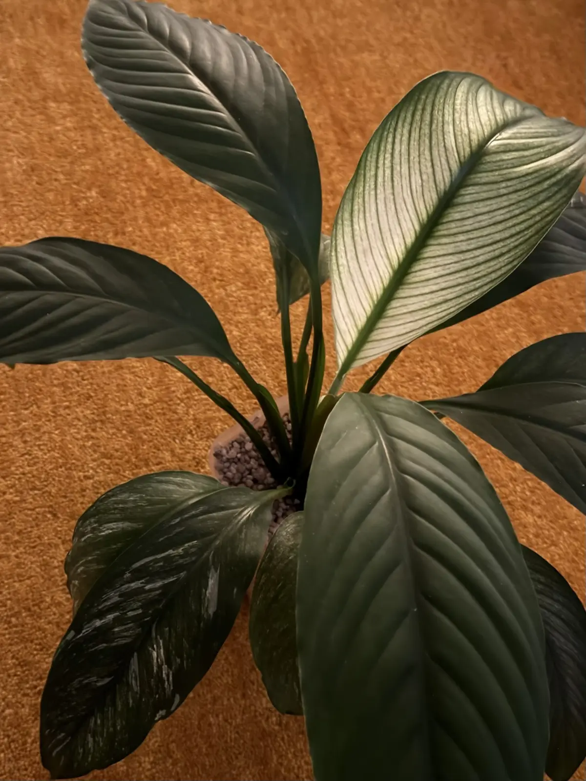 スパティフィラム センセーション