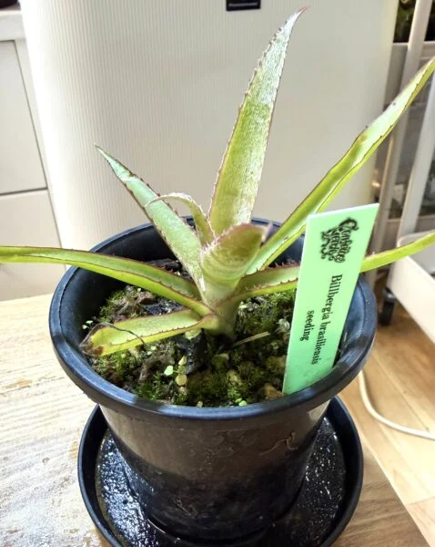 ビルベルギア ブラジリエンシス