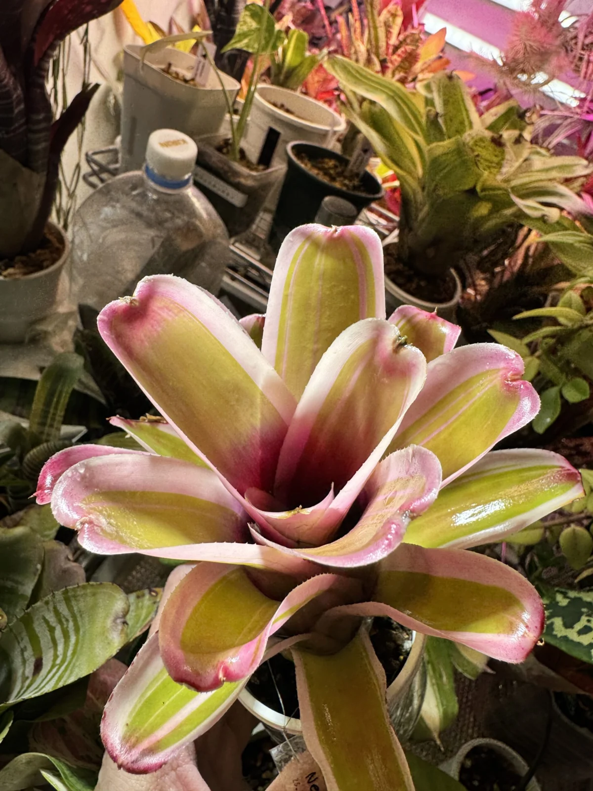 ネオレゲリア　ベイビーケイクス