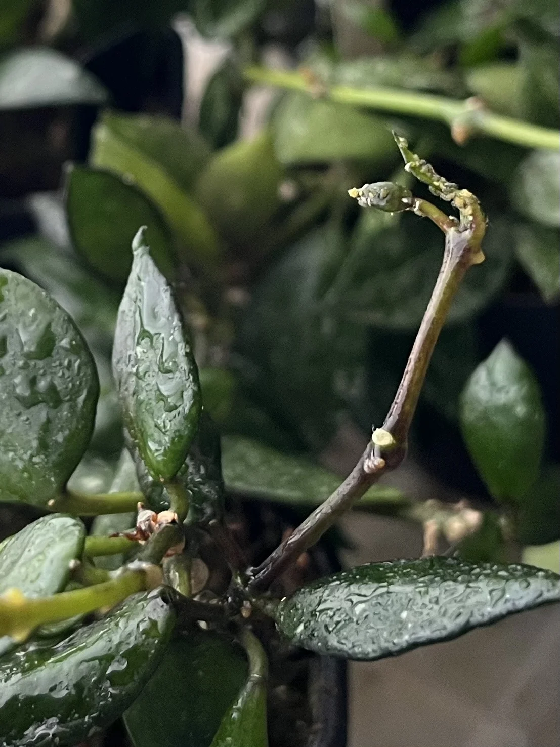 ホヤ　クローニアナ　アブラムシ　害虫