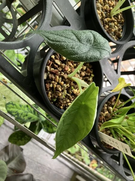 アロカシア メロ 芋から育ててるやつ