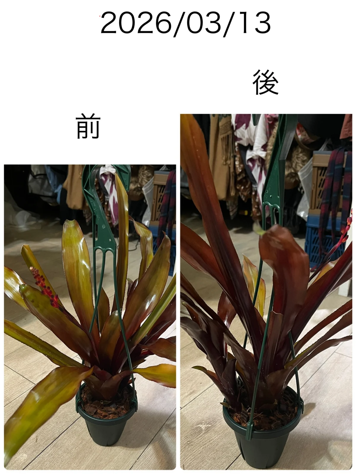 エクメア フォスターズフェイバリット