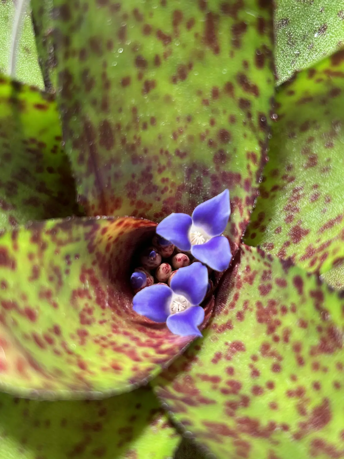 ネオレゲリア　オーストラリアンペッパー　花