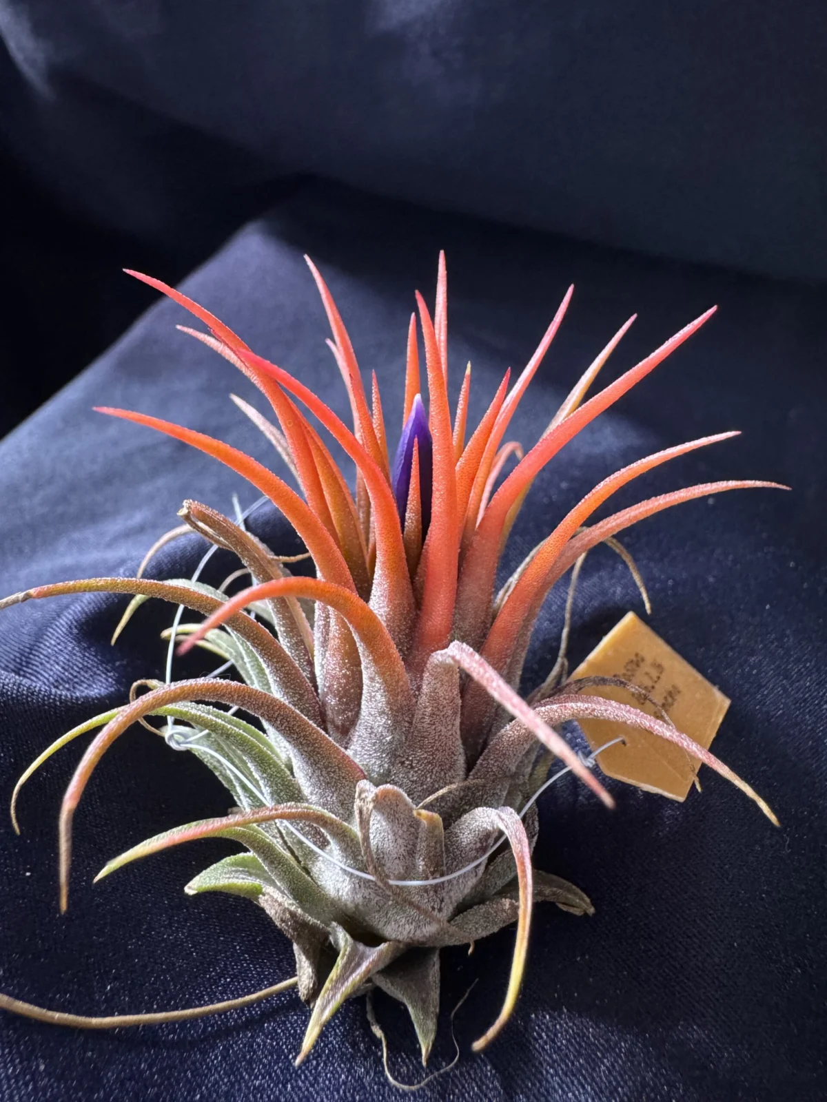 ティランジア　イオナンタ　ロシータ