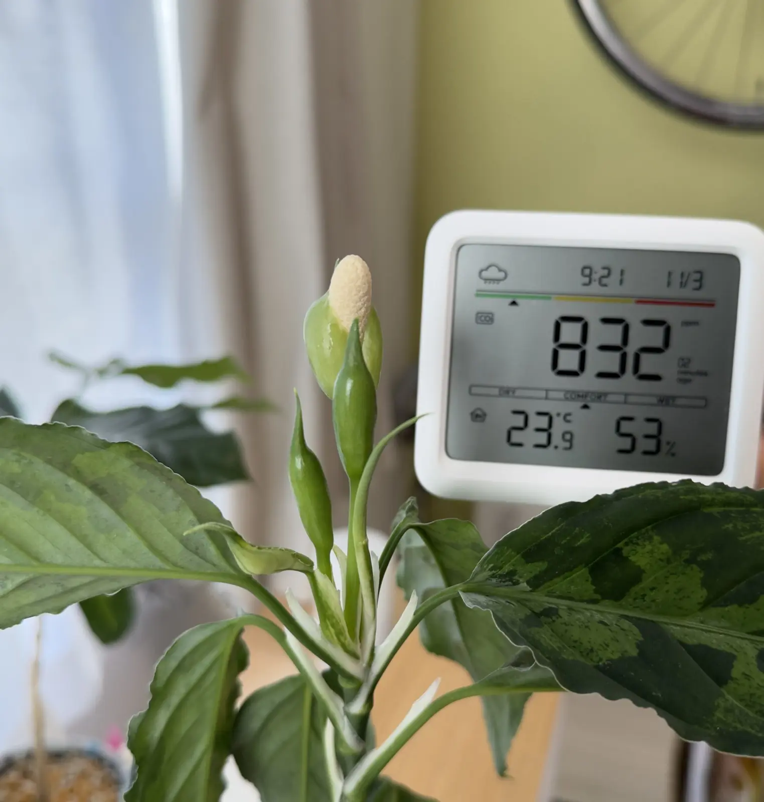 アグラオネマ　 ピクタム 　トリカラー