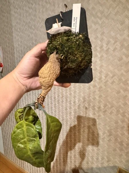 ミルメコディア　ツベローサ
