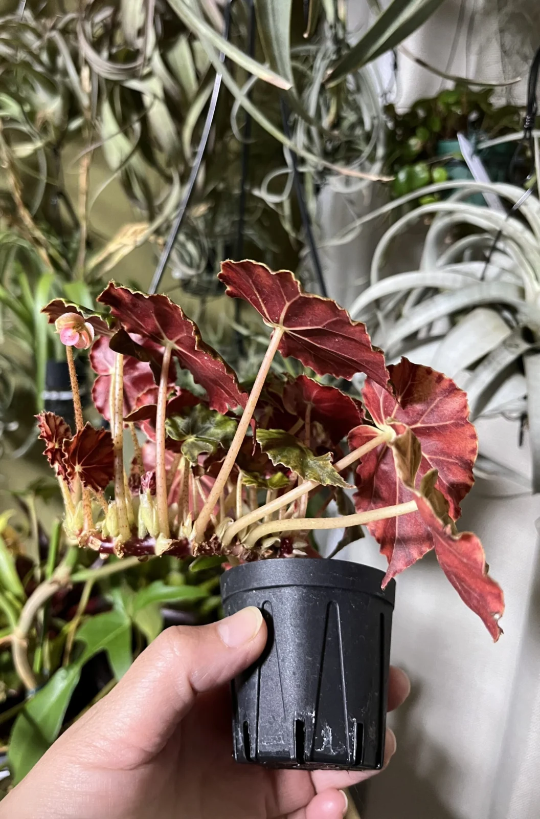 ベゴニア　ニグリカンス　花