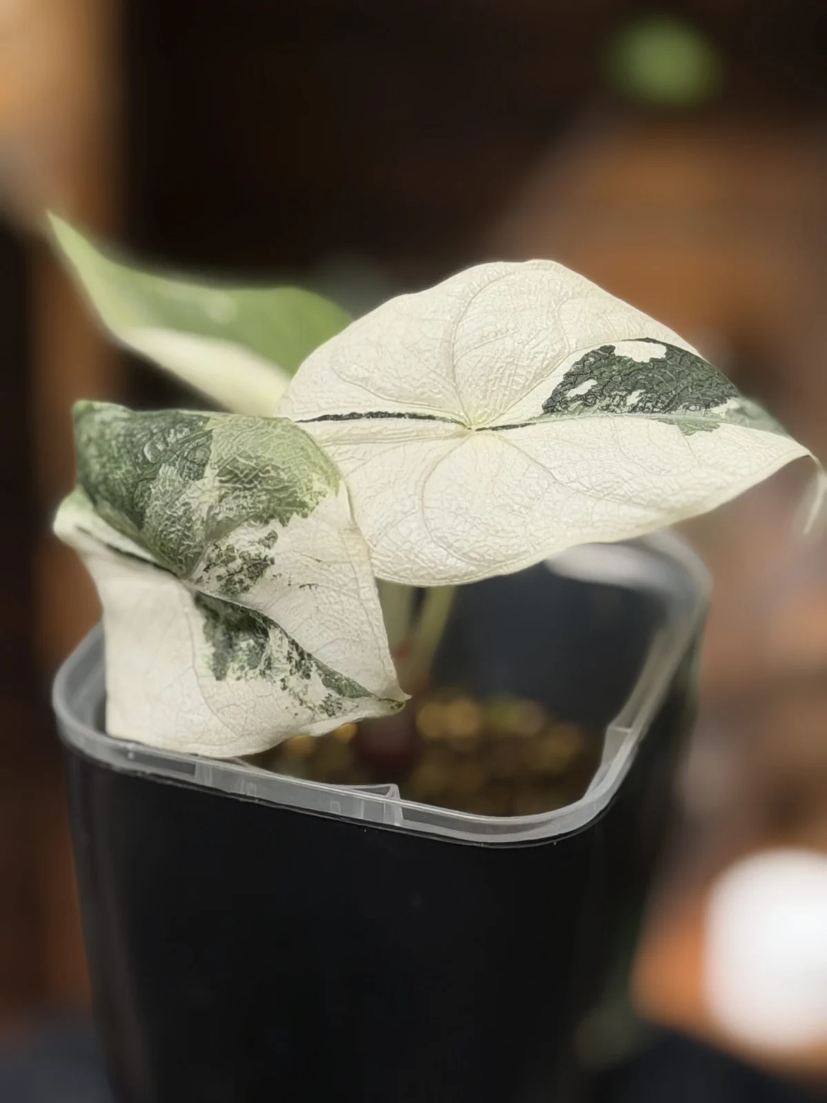 アロカシア メロ ヴァリエガータ