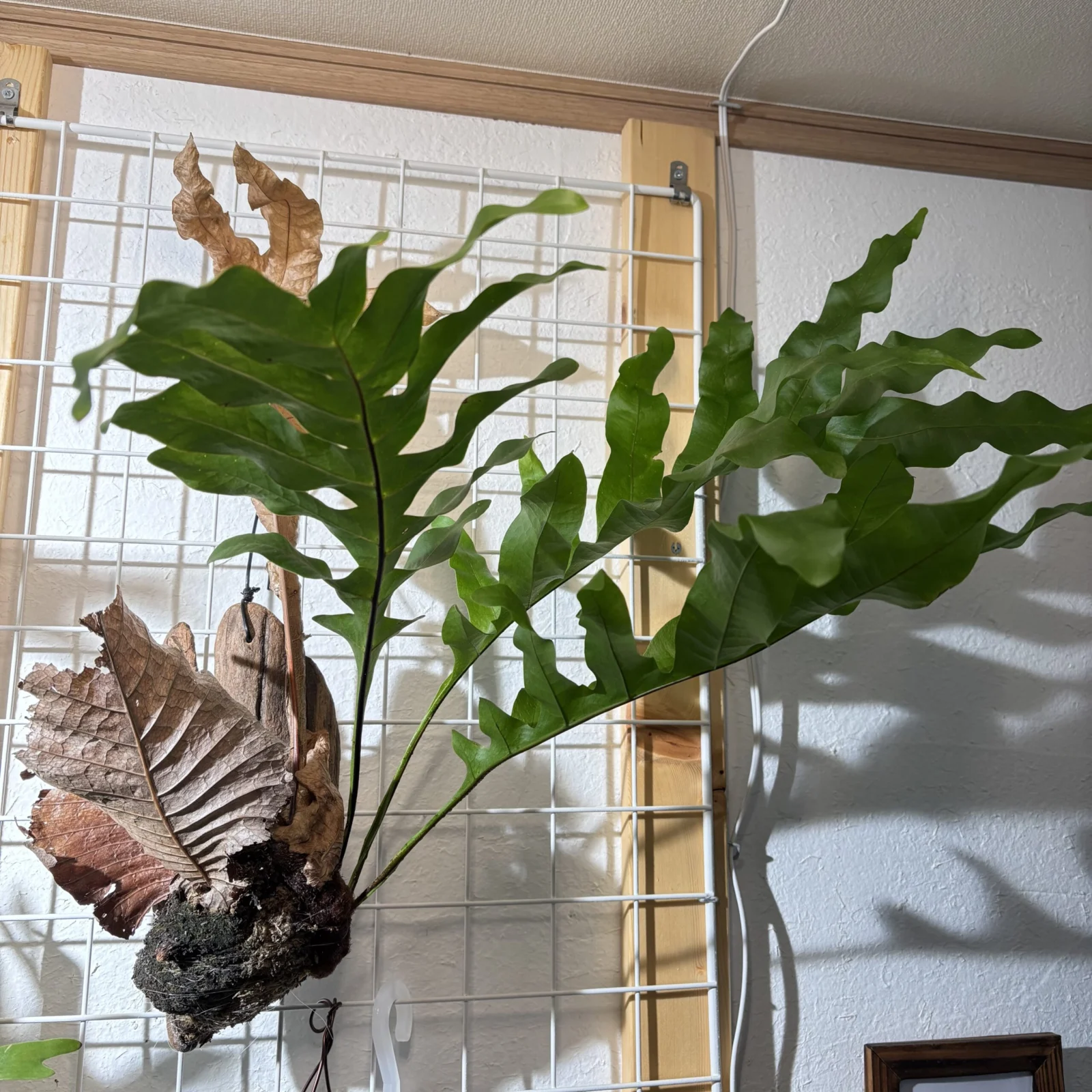 ドリナリア・クエルシフォリア