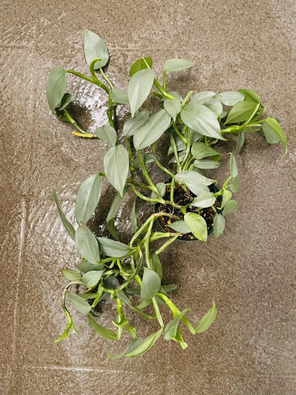 フィロデンドロン シルバーメタル