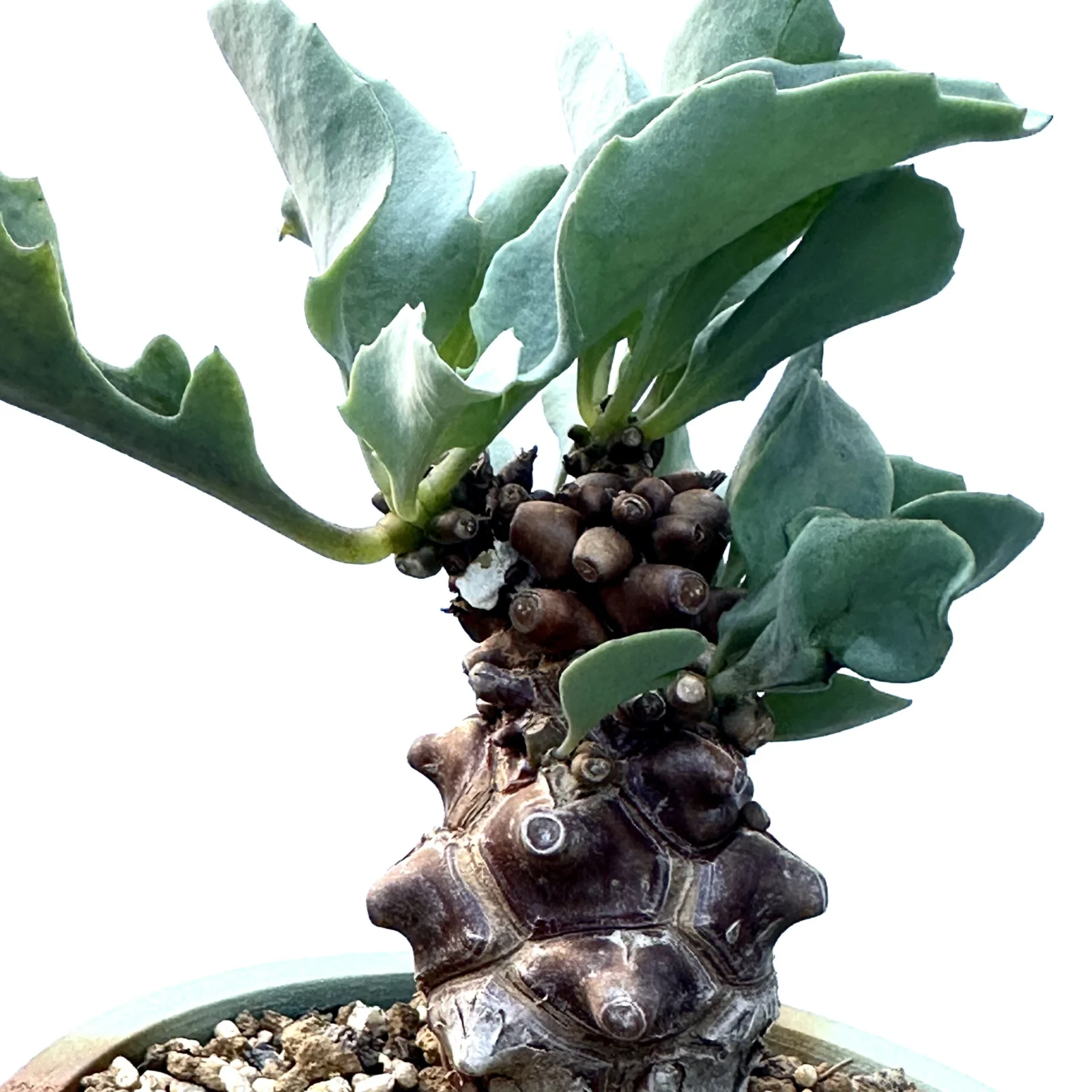 オトンナ　ヘレー