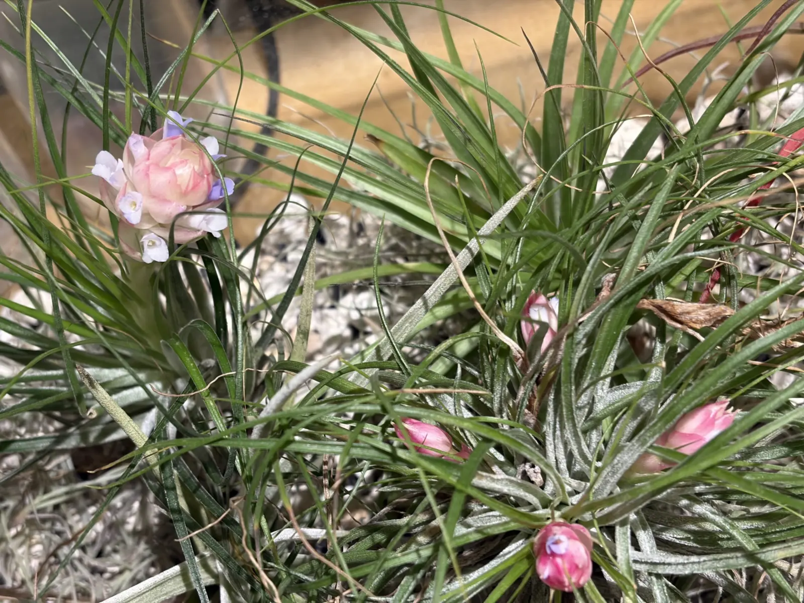 ティランジア　マナ