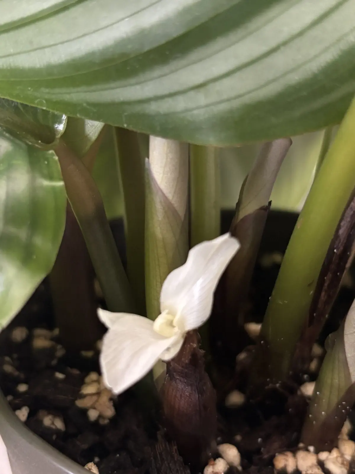カラテア　オルビフォリア　花