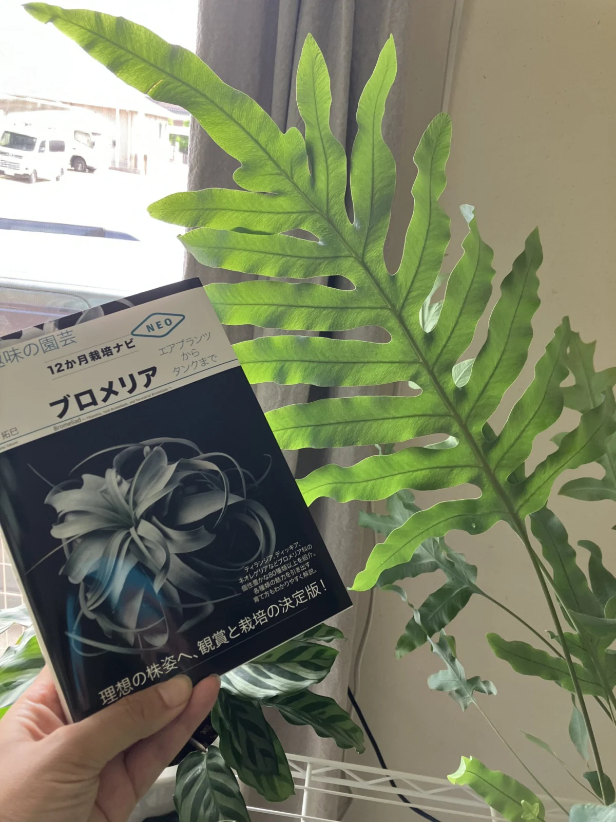 フレポジウム ブルースター