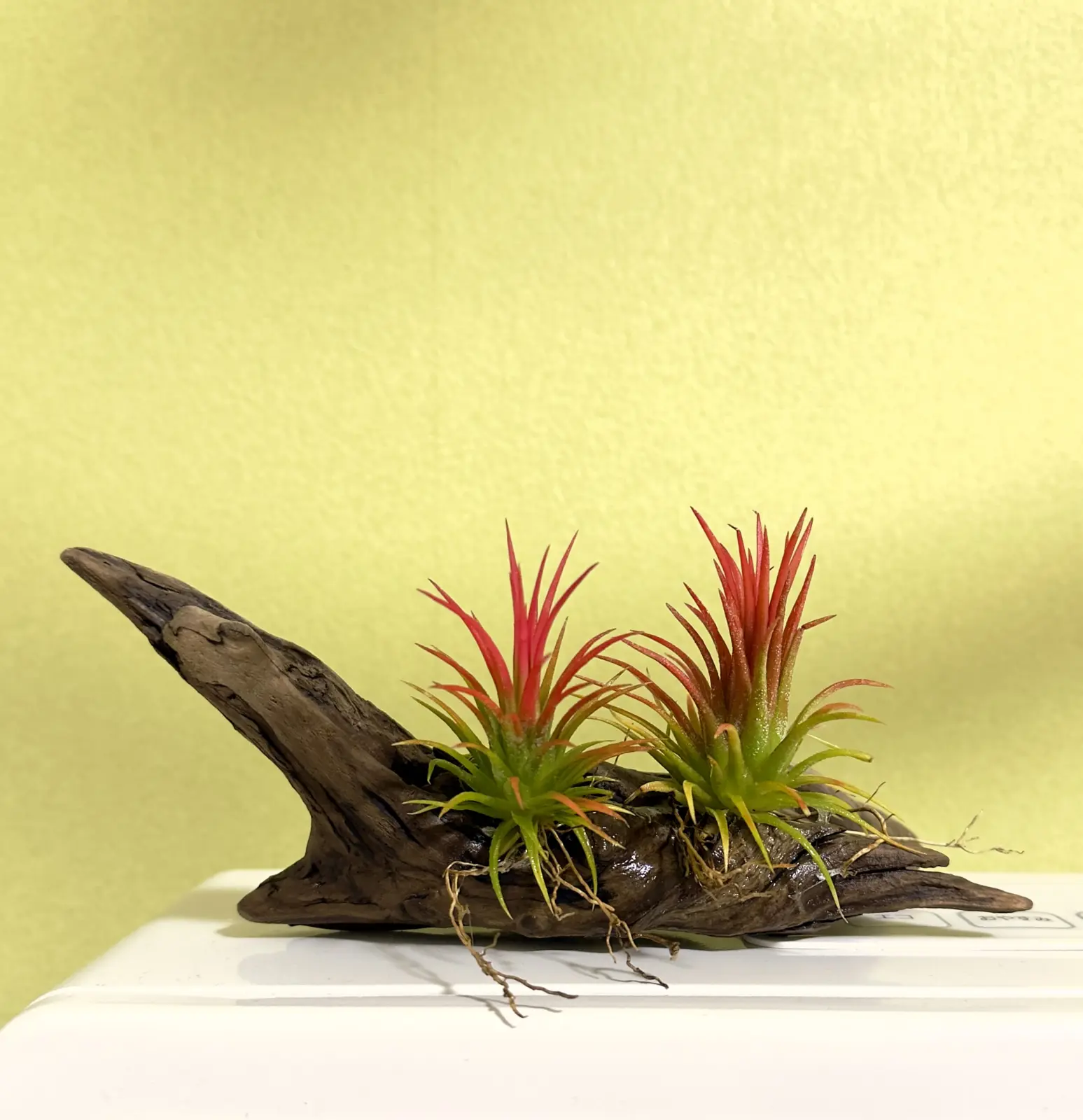 イオナンタ フエゴ