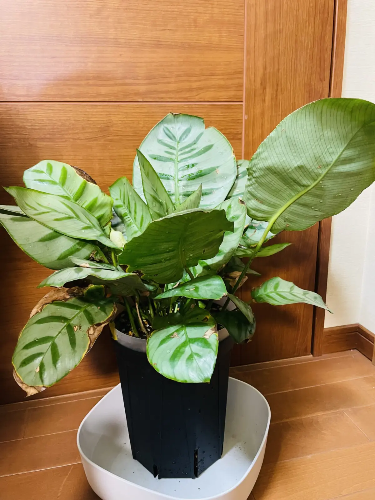 カラテア ベラカリーナ 就眠中