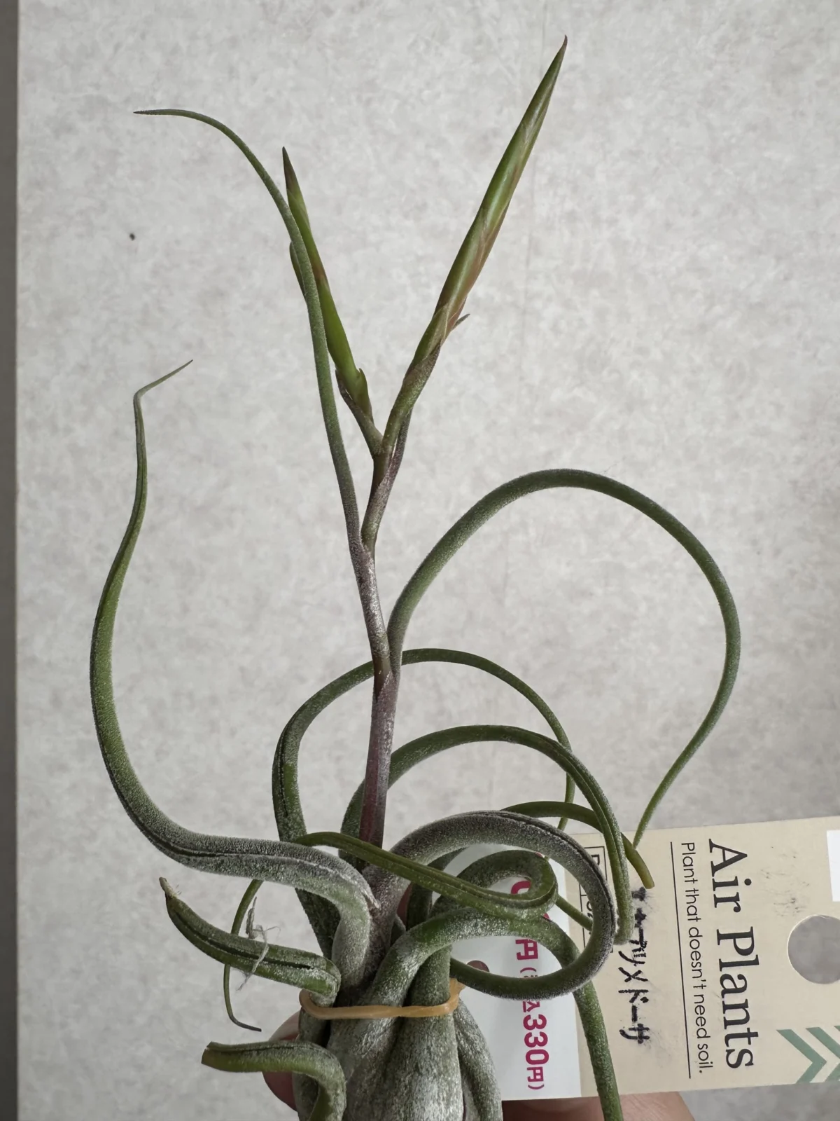 カプトメデューサ