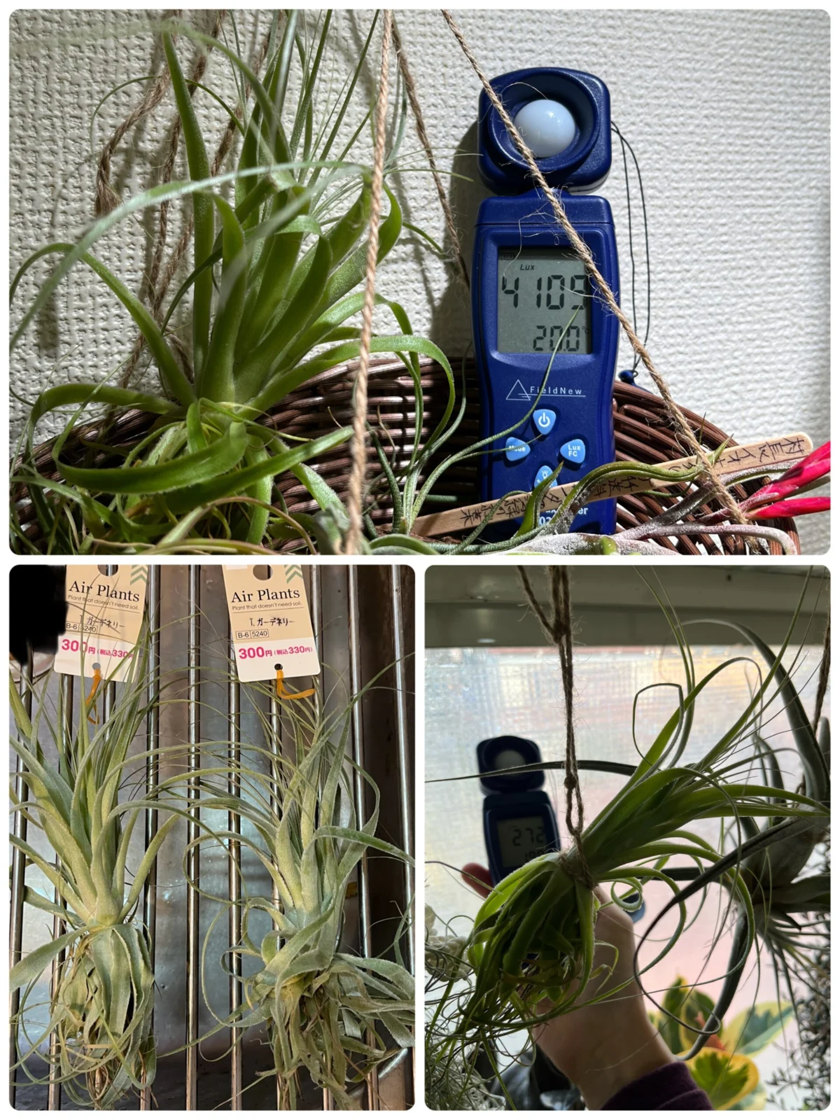 ティランジア　ガルドネリ　DAISO